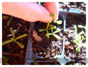 In this case, the seedlings had small enough roots and were spaced so that I could gently pull the extras without disturbing the ones I was leaving to grow.