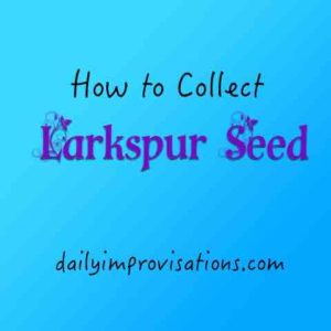 collect larkspur seed