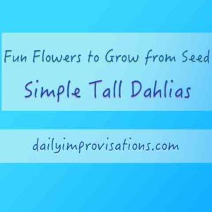dahlias-simple-and-tall