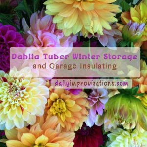 dahlia-tuber-storage-blooms-to-remember-copy
