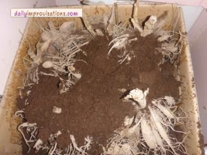 The second layer of dahlia tubers is partially covered with peat moss.