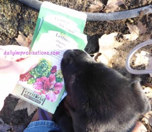 Planting is more challenging while training an 8 week old puppy not to eat your seeds or dig in the raised bed!