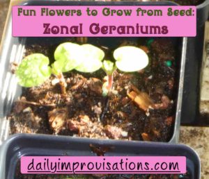zonal geranium sprouts top view