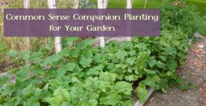 Common Sense Companion Planting for Your Garden