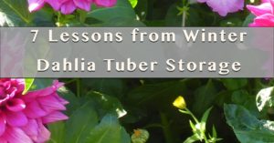 Winter Dahlia Tuber Storage 7 lessons
