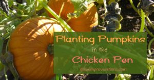planting pumpkins in the chicken pen