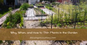 Why, When, and How to Thin Plants in the Garden