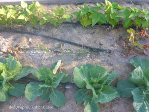 thinning cabbage beans onions
