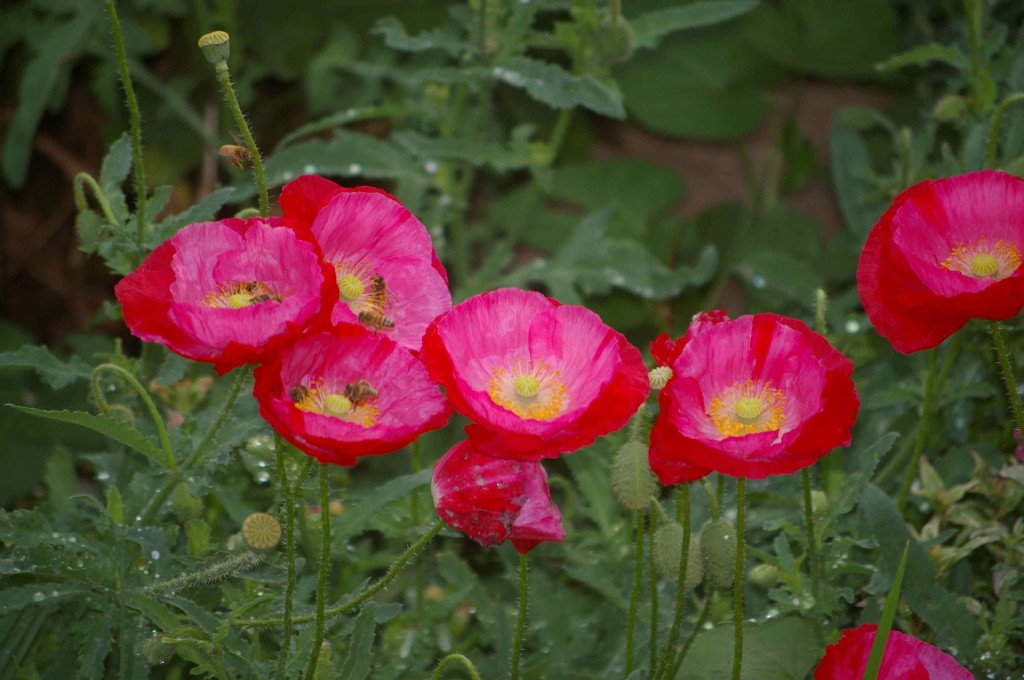 red double shirley poppies with bees