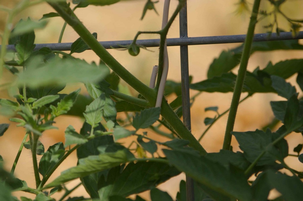 trellis tomatoes with wire at strong stem