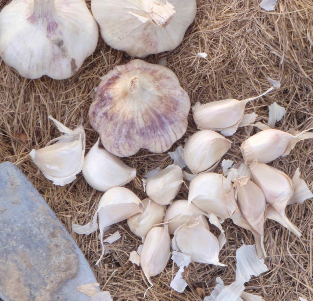 soft neck garlic for fall planting