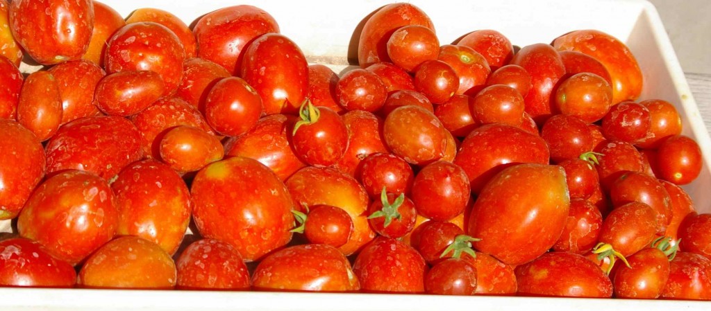 Principe Borghese tomato in tray with Heinz tomato