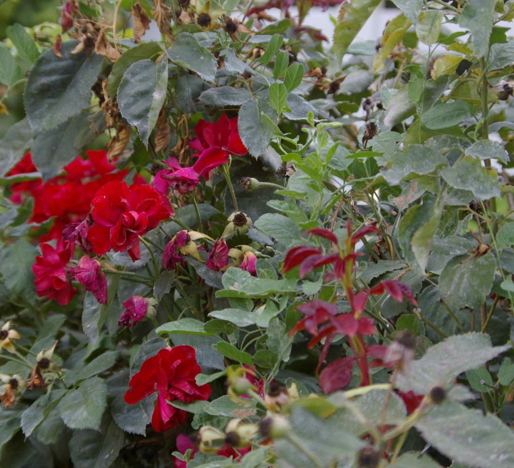 bind weed tangled with red floribunda roses