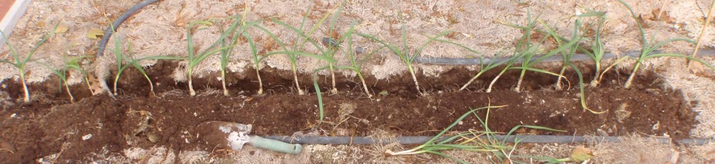 hopefuls for next year's garden's garlic is in the trench