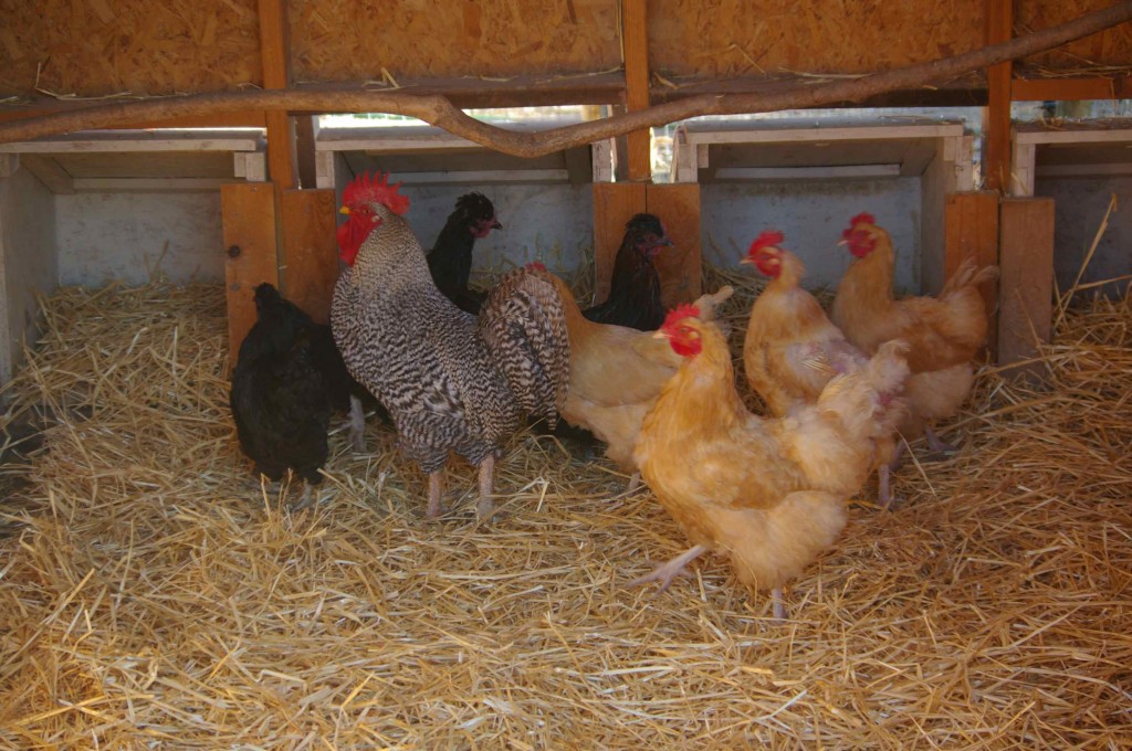 healthy flock of chickens