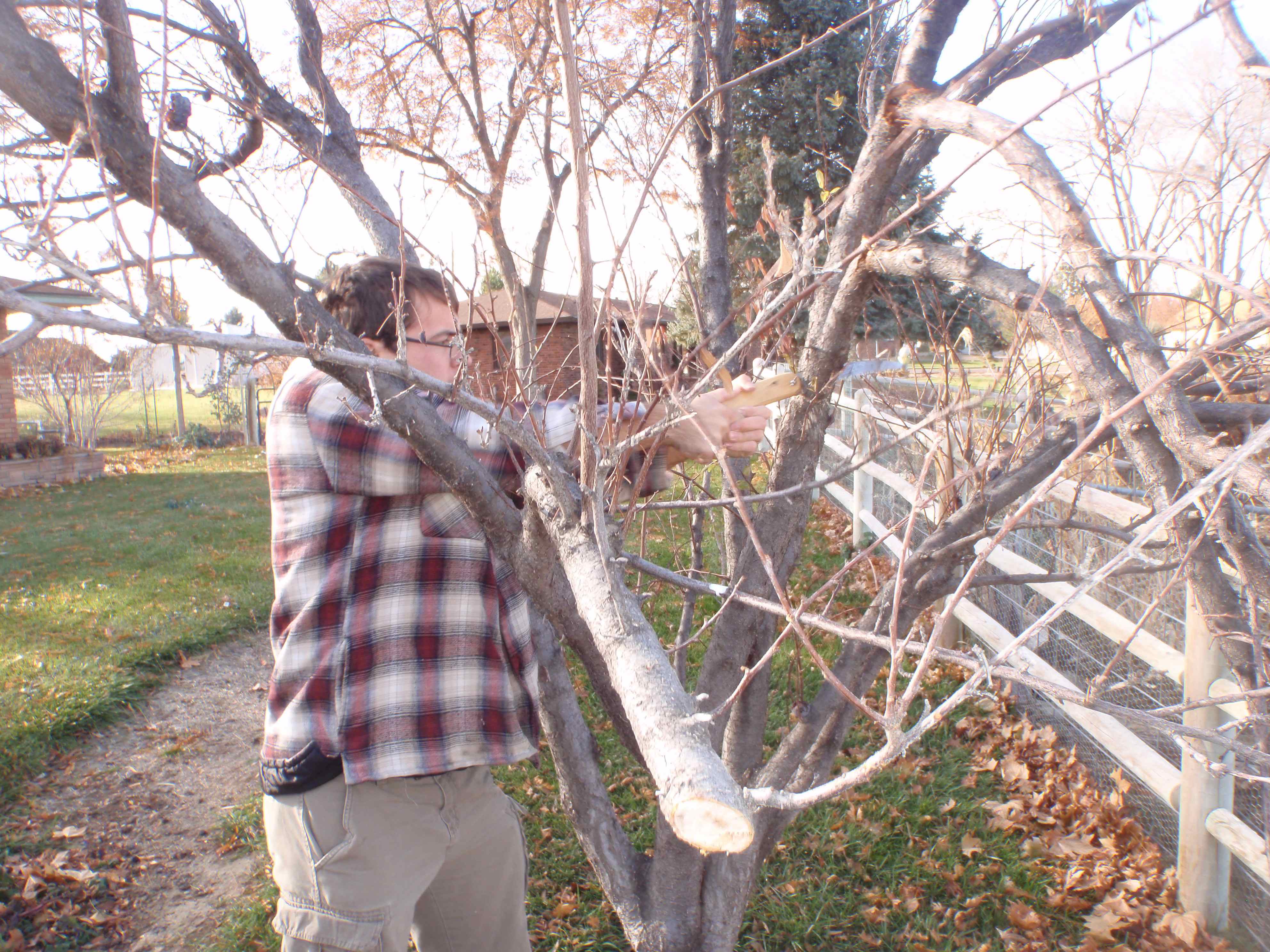 Pruning Somewhat Neglected Dormant Fruit Tree in Late Fall