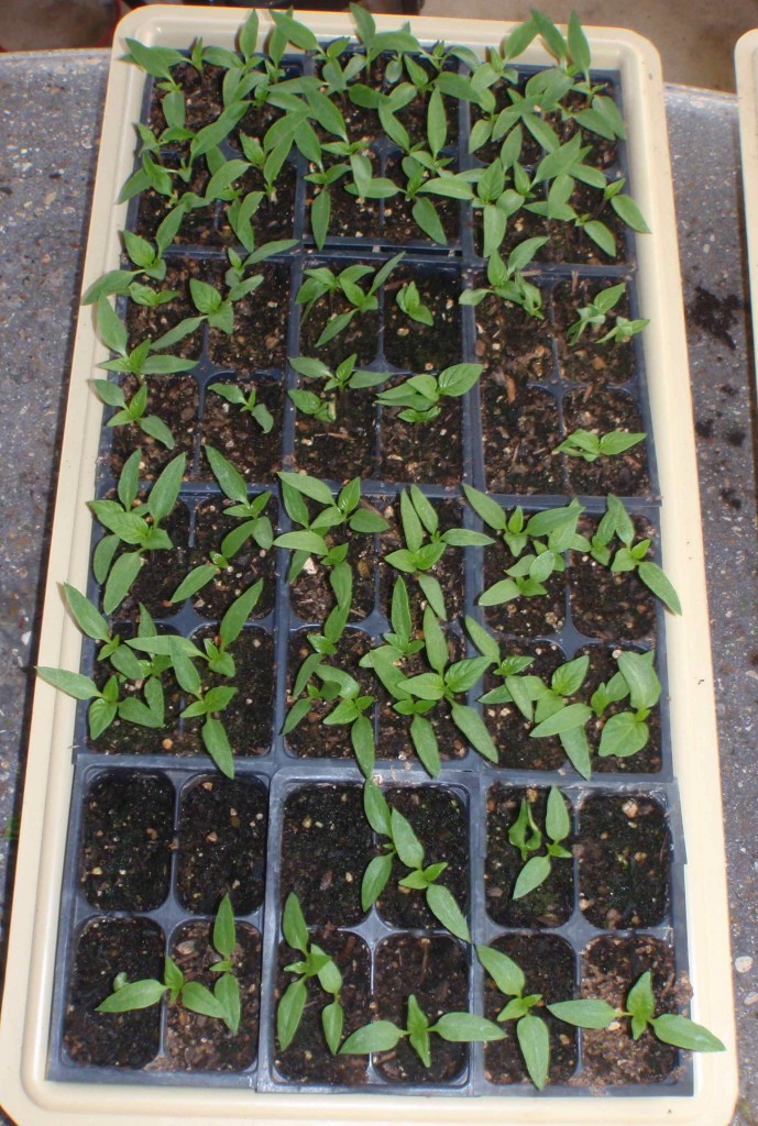 One of my trays of pepper seedlings, mostly 3 plants per pot pre-thinning