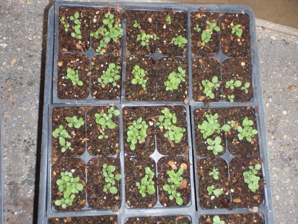 petunia seedlings