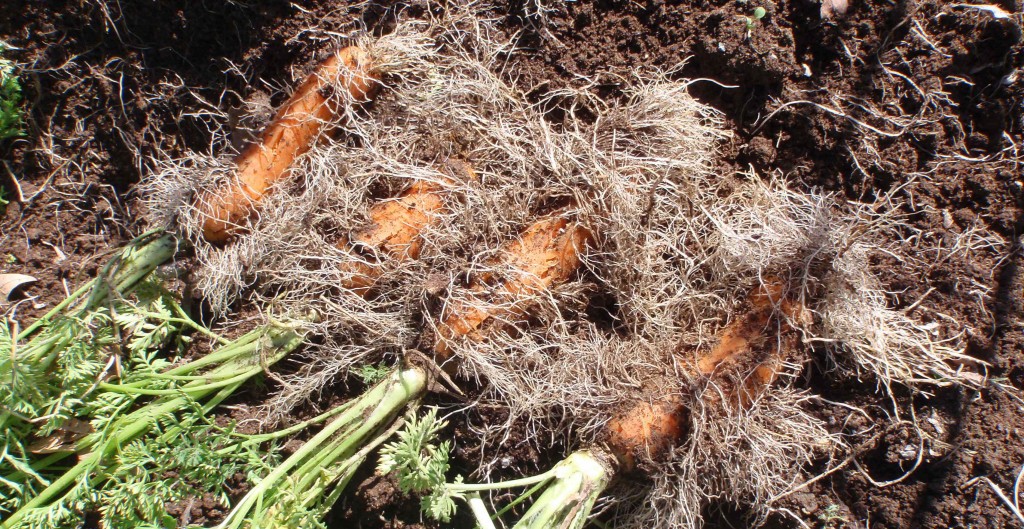 last year's carrots are not looking too good to me