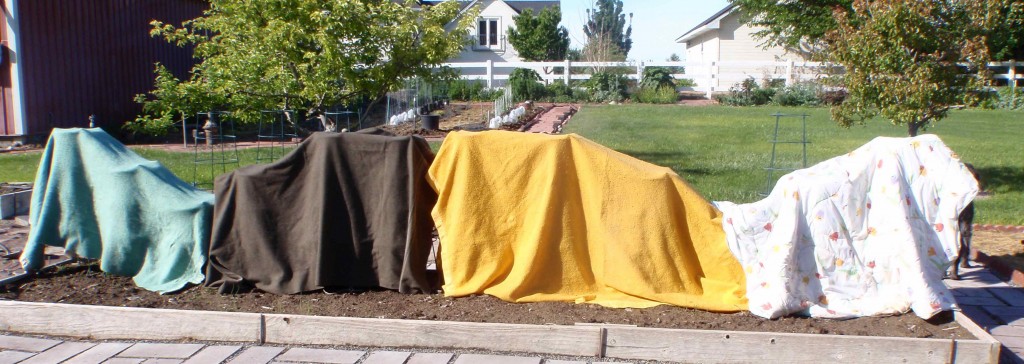 blankets are not necessarily the most efficient covering for little plants in the spring