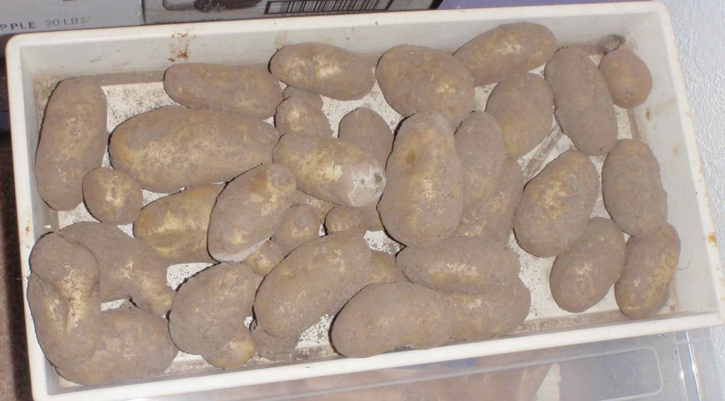 my garden potatoes soon after digging last fall