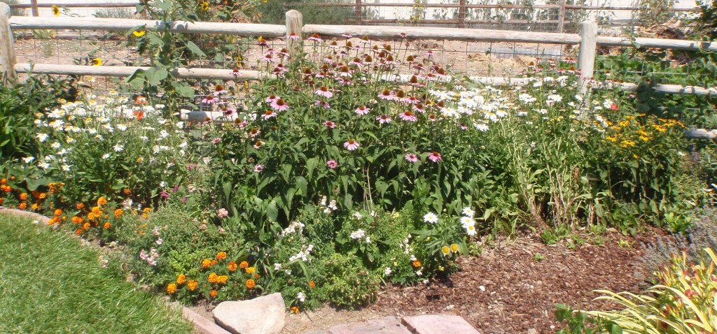 pink coneflowers, Shasta daisies, Queen Sophia marigolds, snap dragons in an area that had tulips, then double Shirley poppies earlier in the year