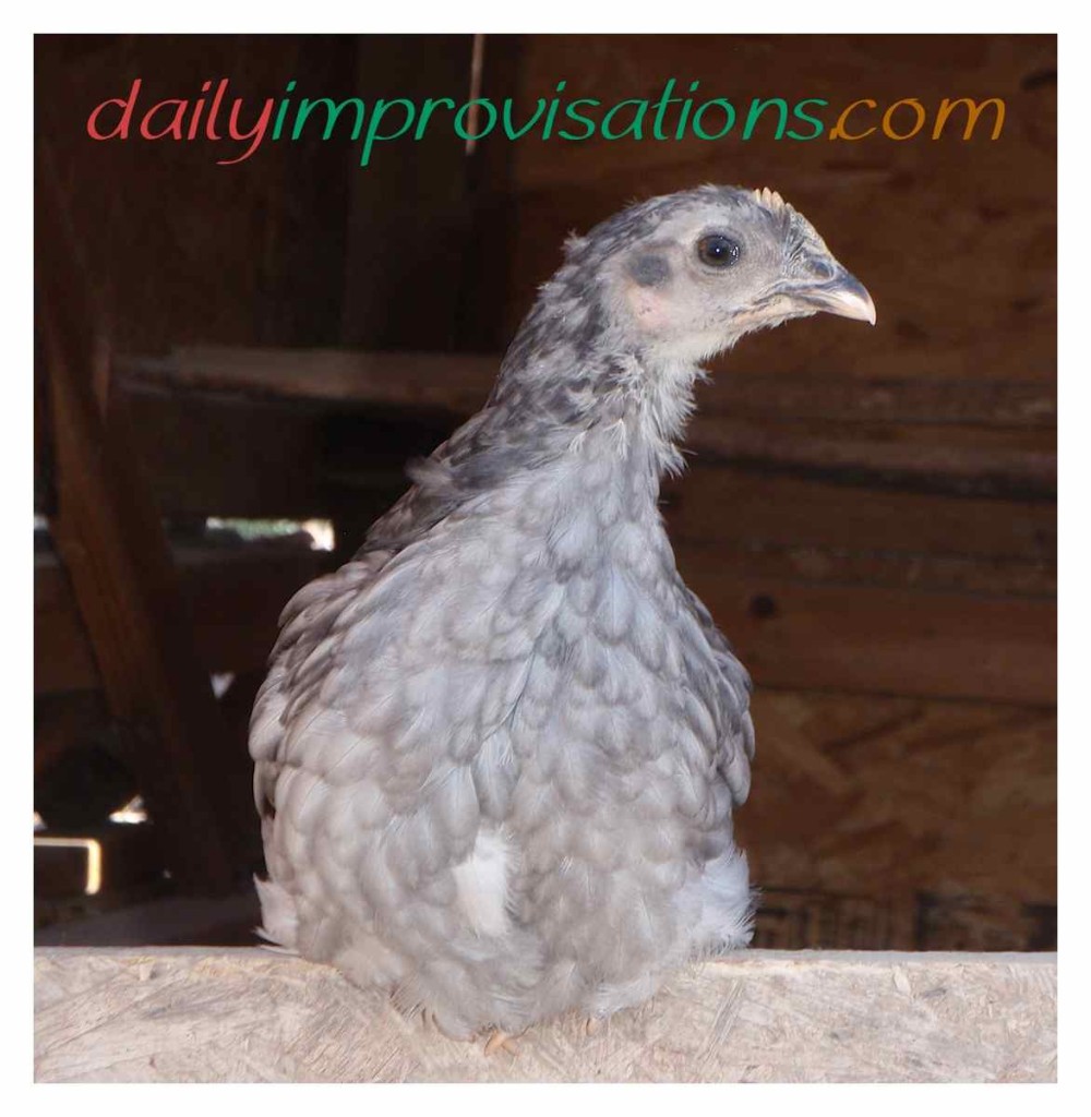 Misty the friendly gray hen as a younger chick.