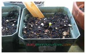 mimosa julibrissin sprout albizia