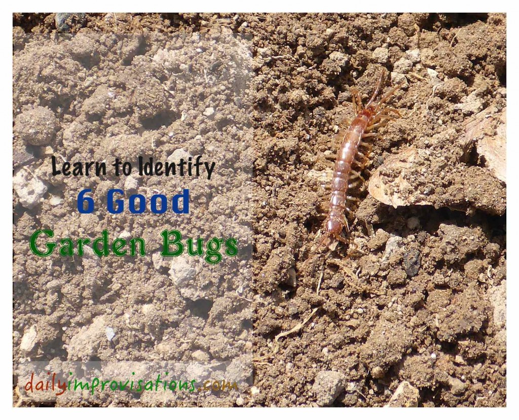 A centipede is one of the 6 Good Garden Bugs I learned to recognize more confidently this week.