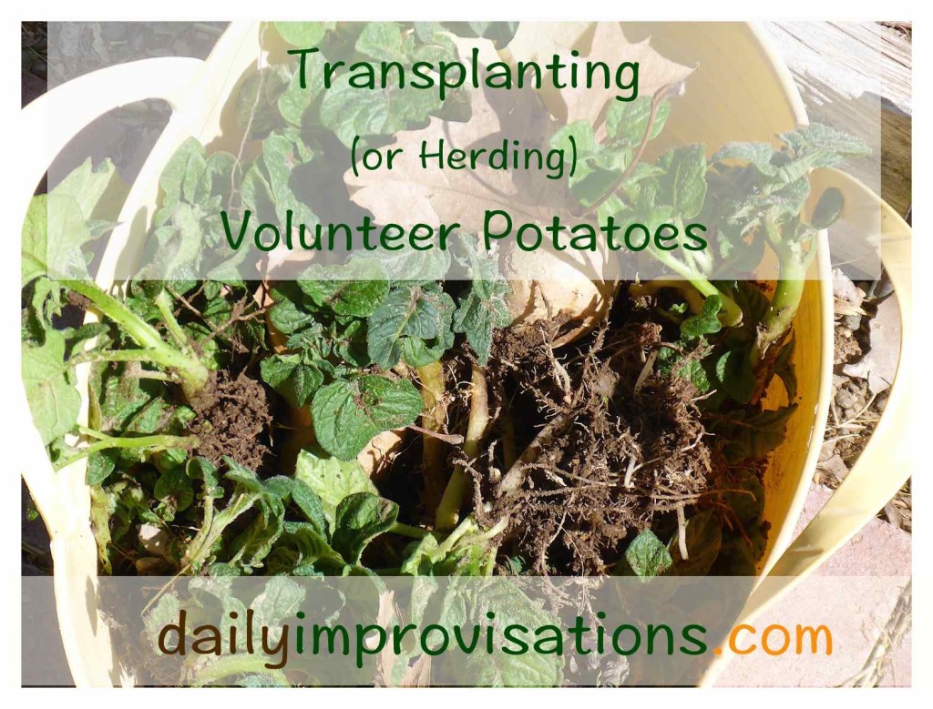 Volunteer potatoes placed in a bucket without breaking stems from roots.